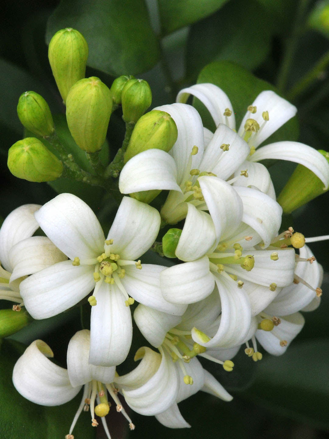 Murraya Paniculata Plant or Dwarf Kamini with Green coloured leaves and White coloured flower 