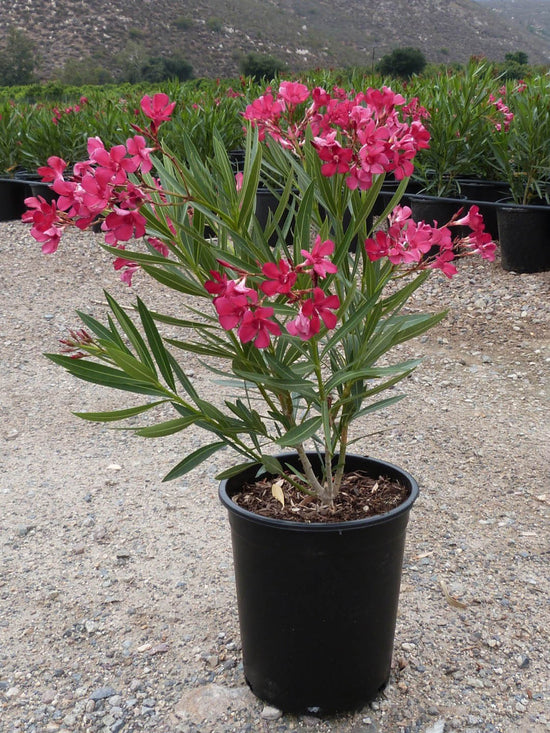 Nerium Oleander Hardy Pink Plant or Oleander with Green coloured leaves and Dark Pink coloured flower 