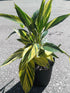 Alpinia Zerumbet Variegata Plant or Shell Ginger with Yellow and Green Stripes coloured leaves and White coloured flower 
