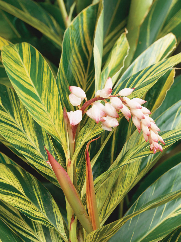 Alpinia Zerumbet Variegata 