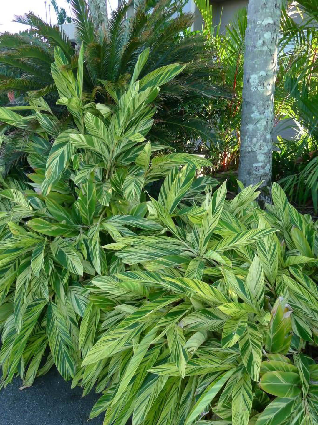 Alpinia Zerumbet Variegata 