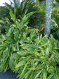 Alpinia Zerumbet Variegata 