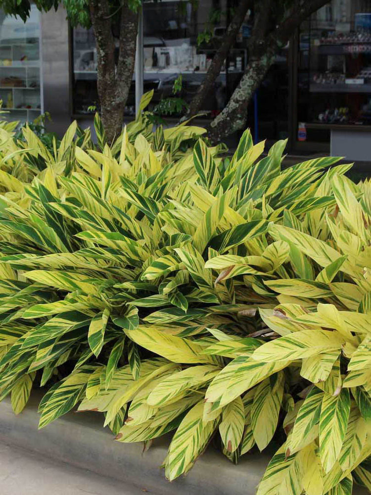 Alpinia Zerumbet Variegata 