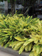 Alpinia Zerumbet Variegata 