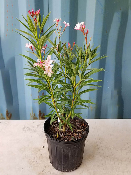 Nerium Oleander Peach Plant or Oleander with Green coloured leaves and Peach coloured flower 