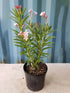 Nerium Oleander Peach Plant or Oleander with Green coloured leaves and Peach coloured flower 