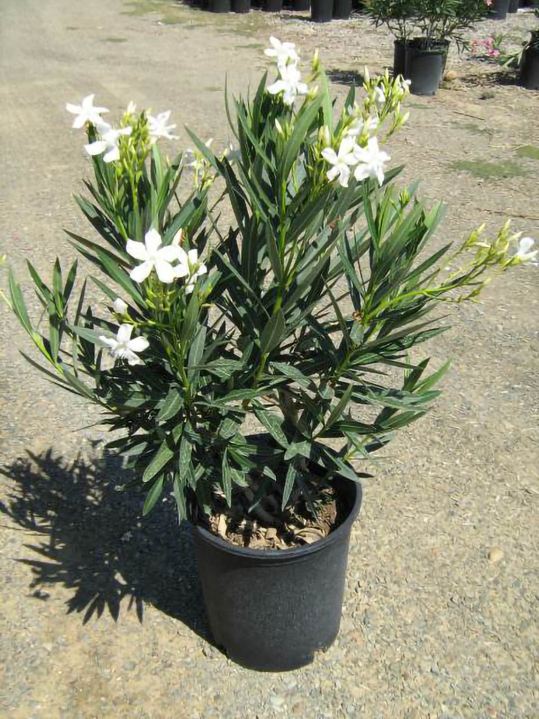 Nerium Oleander White Plant or Oleander with Green coloured leaves and White coloured flower 