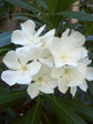 Nerium Oleander White 