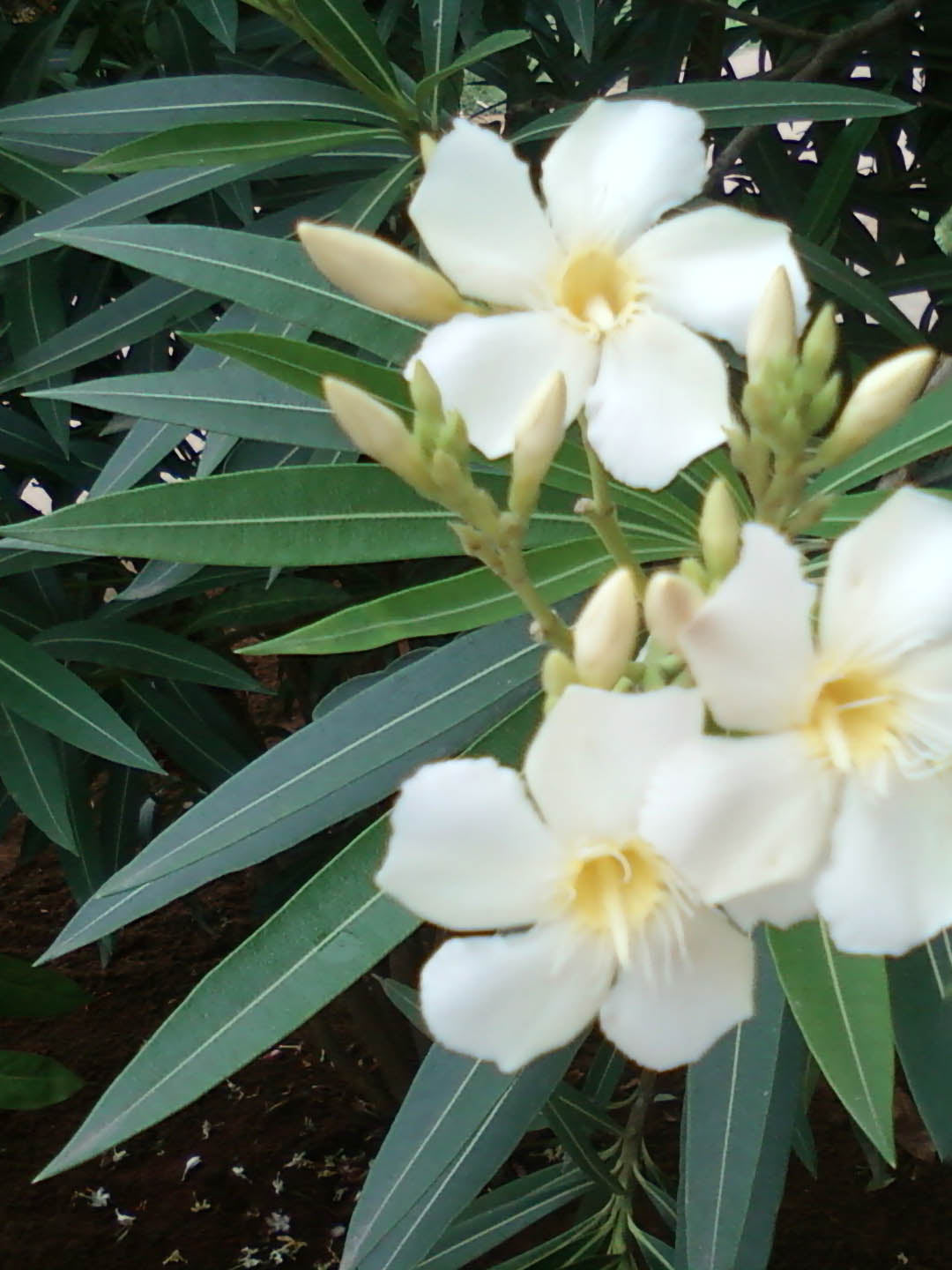 Nerium Oleander White 