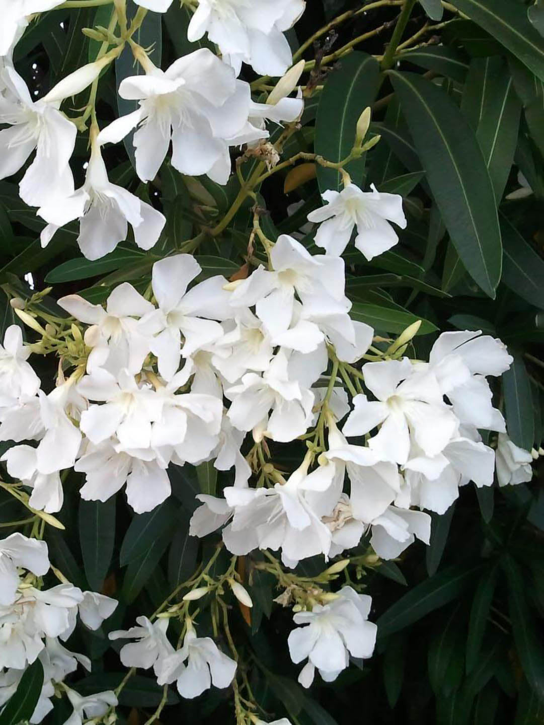 Nerium Oleander White 