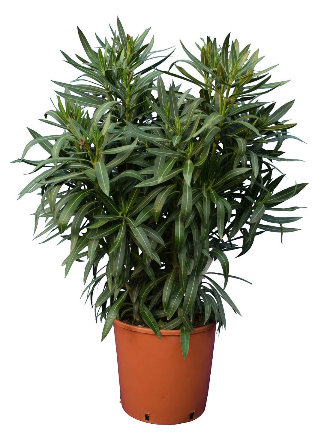 Nerium Oleander Yellow Plant or Oleander with Green coloured leaves and Yellow coloured flower 