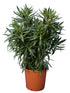 Nerium Oleander Yellow Plant or Oleander with Green coloured leaves and Yellow coloured flower 