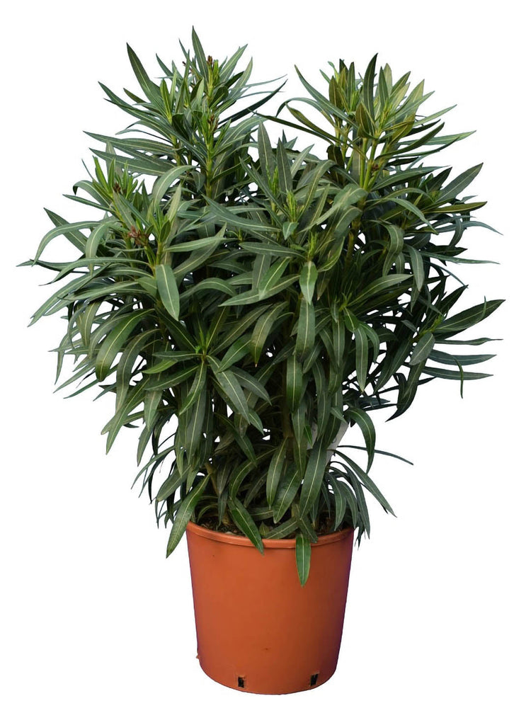 Nerium Oleander Yellow Plant or Oleander with Green coloured leaves and Yellow coloured flower 