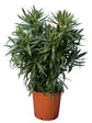 Nerium Oleander Yellow Plant or Oleander with Green coloured leaves and Yellow coloured flower 