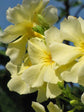 Nerium Oleander Yellow 