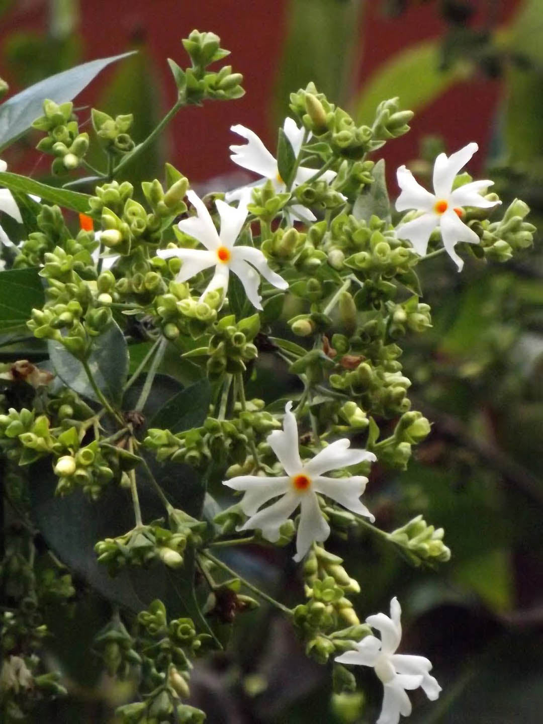 Nyctanthes Arbortristis Plant or Parijat,Shiuli Phool,Night Jasmine with Green coloured leaves and White coloured flower 