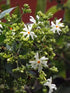 Nyctanthes Arbortristis Plant or Parijat,Shiuli Phool,Night Jasmine with Green coloured leaves and White coloured flower 