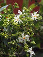 Nyctanthes Arbortristis Plant or Parijat,Shiuli Phool,Night Jasmine with Green coloured leaves and White coloured flower 