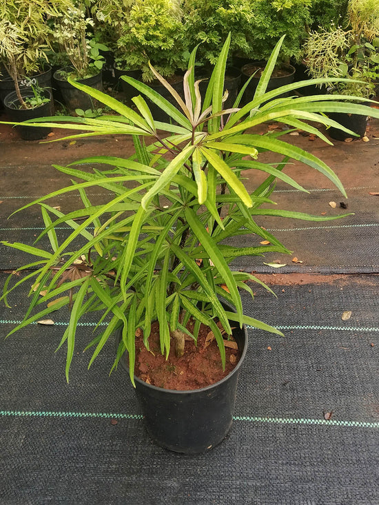 Osmoxylon Lineare Plant or Green Aralia,Miagos bush with Lime Green coloured leaves