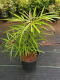 Osmoxylon Lineare Plant or Green Aralia,Miagos bush with Lime Green coloured leaves