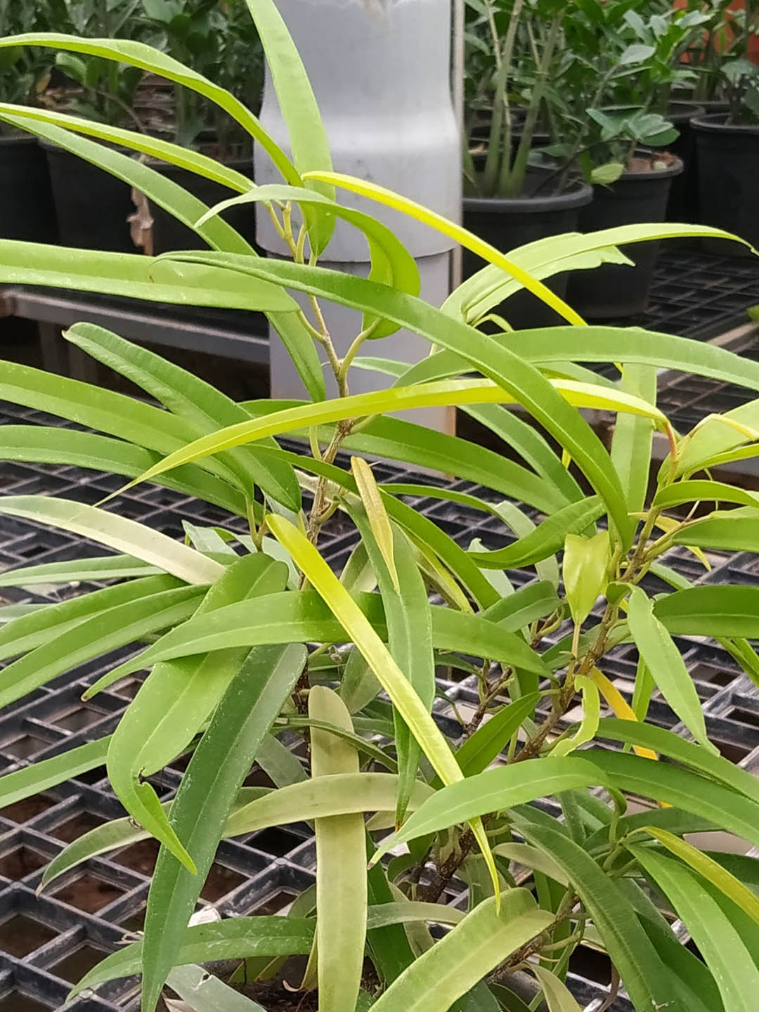 Osmoxylon Lineare