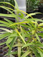 Osmoxylon Lineare