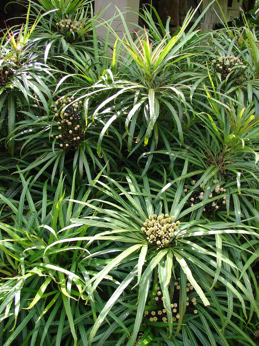 Osmoxylon Lineare