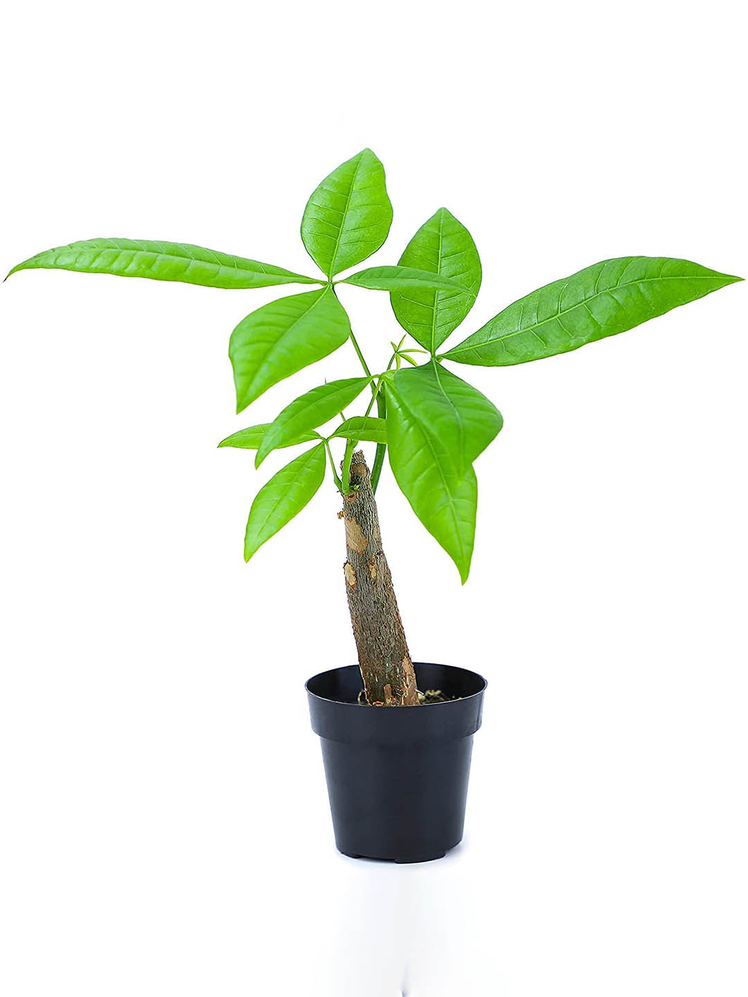 Pachira Aquatica Plant or Money tree plant with Green coloured leaves