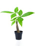 Pachira Aquatica Plant or Money tree plant with Green coloured leaves