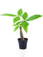 Pachira Aquatica Plant or Money tree plant with Green coloured leaves