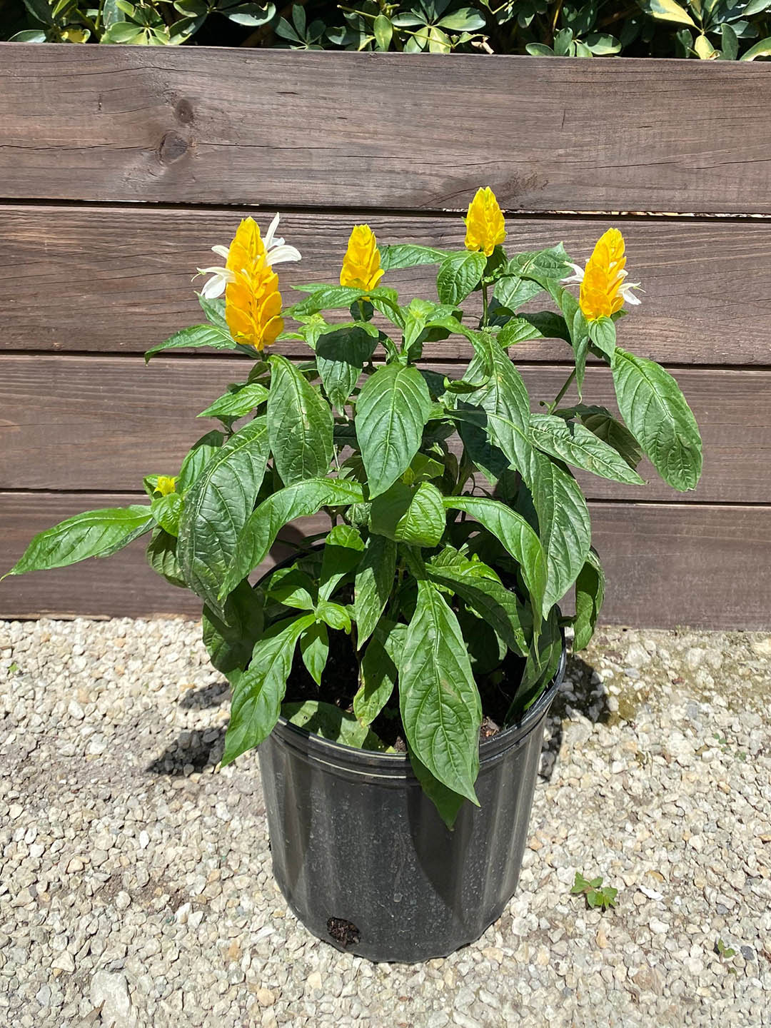 Pachystachys Lutea Plant or Lollypops with Green coloured leaves and Yellow and white coloured flower 