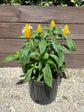Pachystachys Lutea Plant or Lollypops with Green coloured leaves and Yellow and white coloured flower 