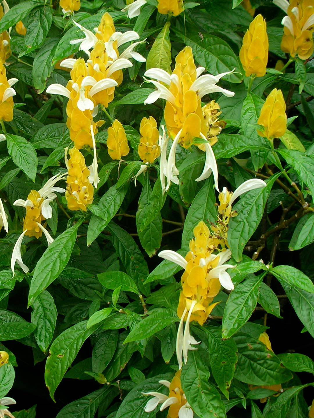 Pachystachys Lutea