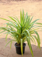 Pandanus Veitchii Plant or Striped Screw Pine with Yellow with Green Border coloured leaves