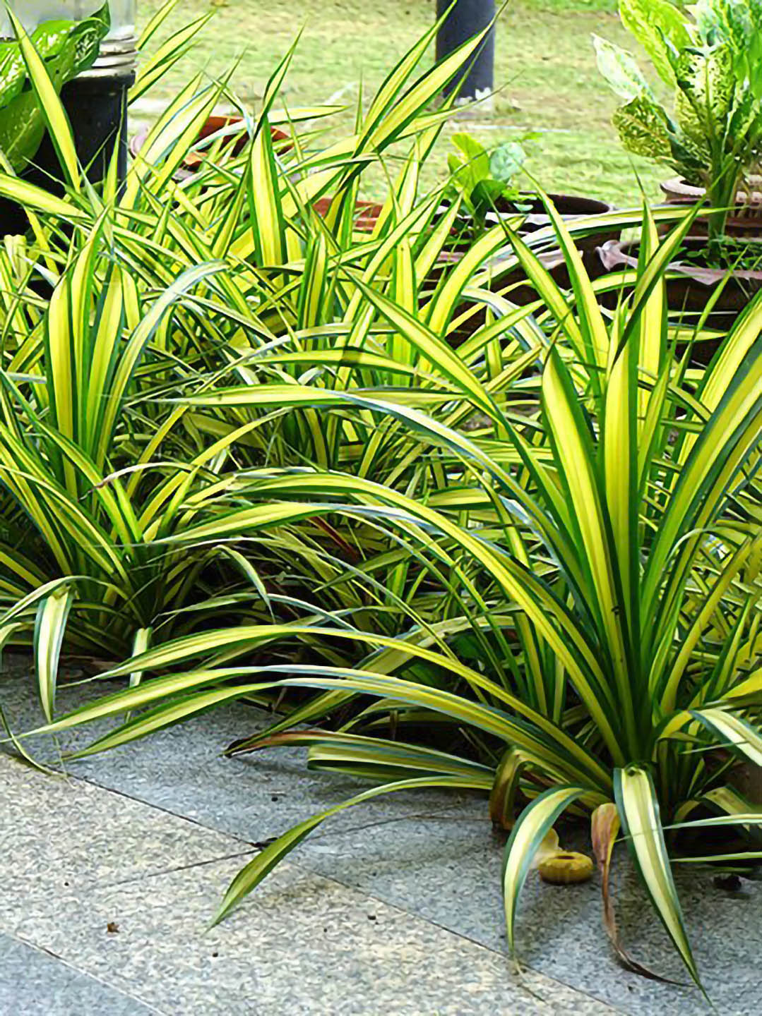 pandan plant indoor Pandanus Veitchii Plant – Potclay