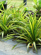 Pandanus Veitchii
