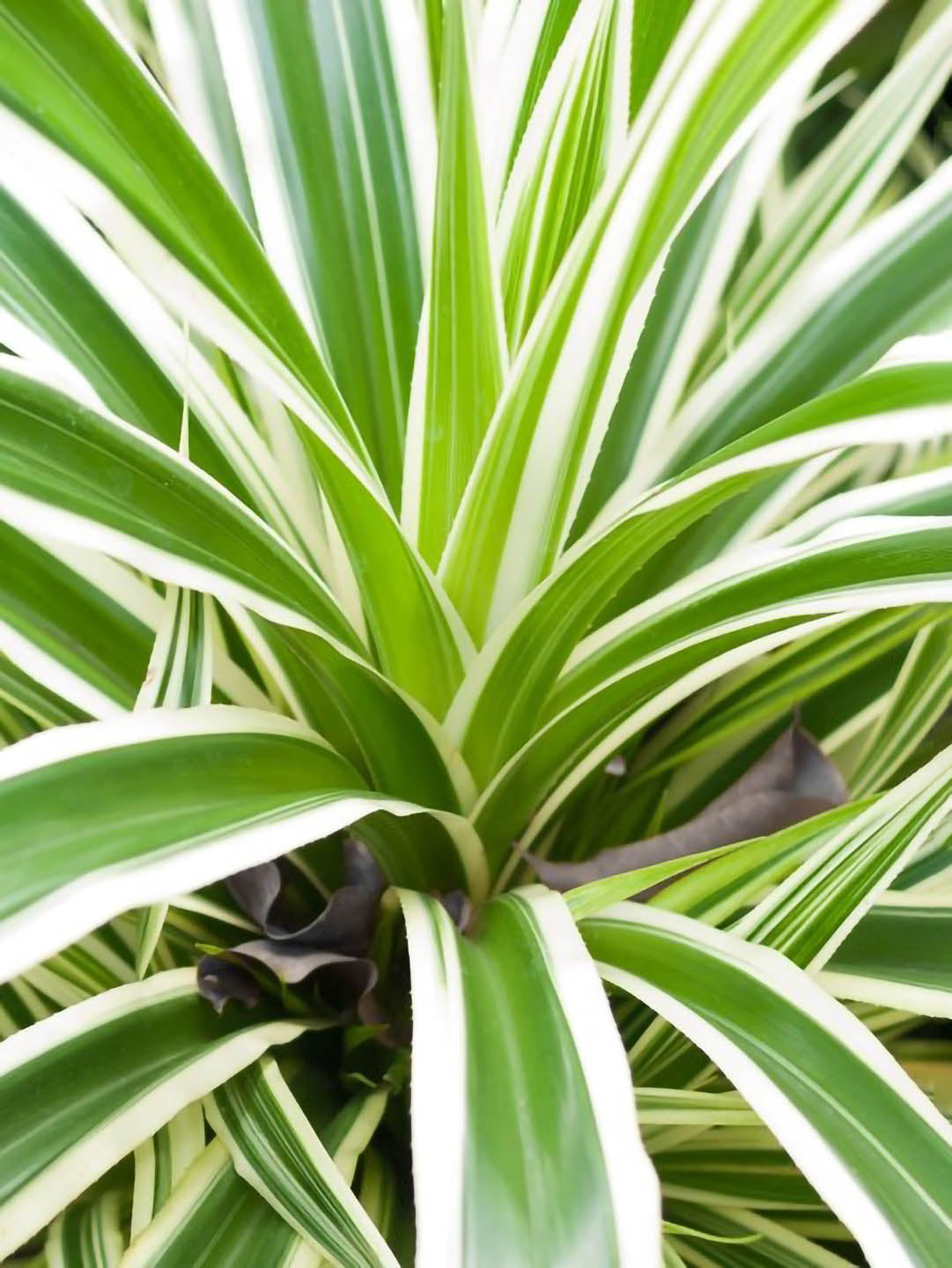 Pandanus Veitchii