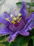 Passiflora Incarnata Plant or Passion Flower ‘Purple’ with Green coloured leaves and Purple coloured flower 