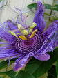Passiflora Incarnata Plant or Passion Flower ‘Purple’ with Green coloured leaves and Purple coloured flower 