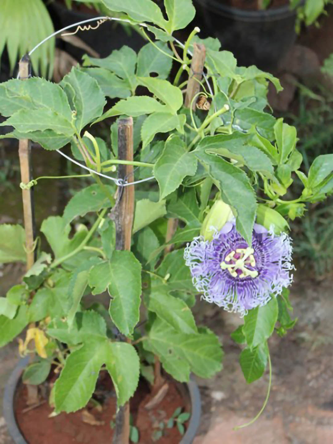 Passiflora Incarnata