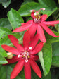 Passiflora Vitifolia Plant or Passion Flower Red with Green coloured leaves and Red coloured flower 