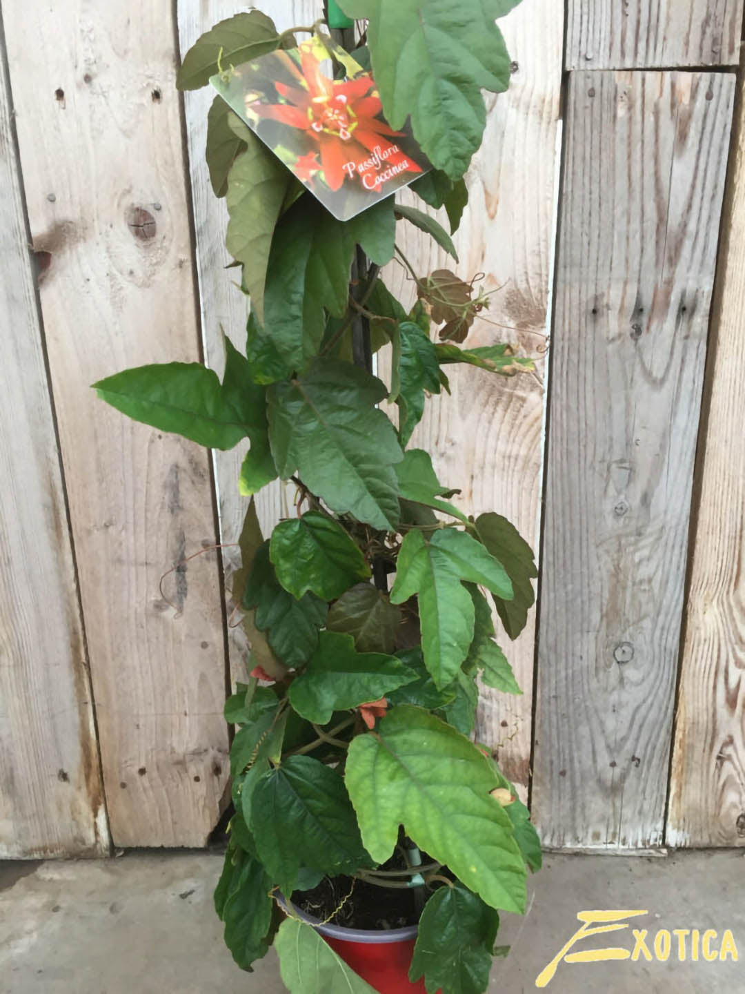 Passiflora Vitifolia