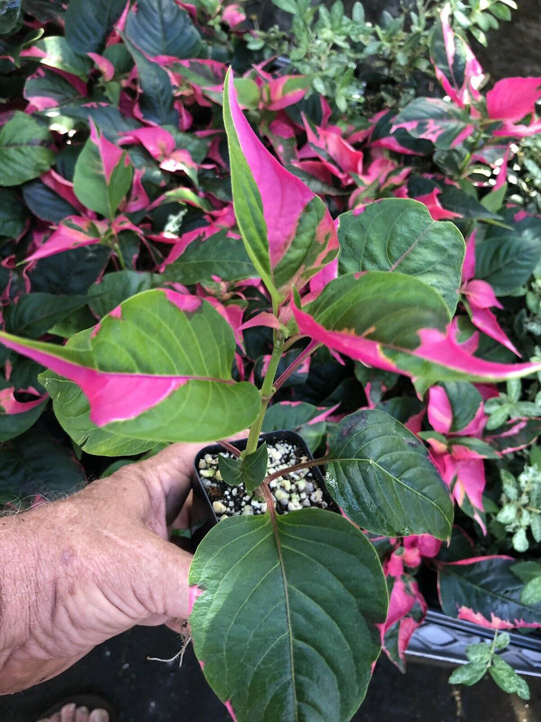 Alternanthera Party Time Plant or Joseph s Coat with Pink Patches on Green coloured leaves