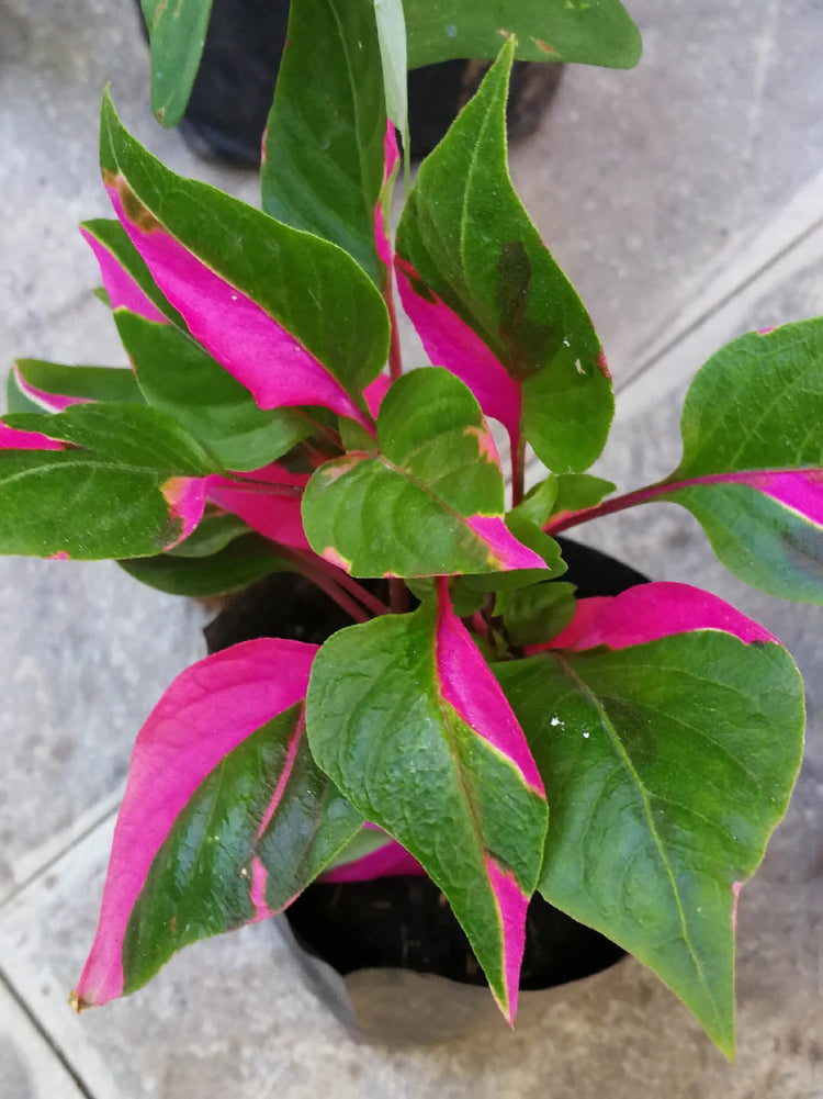 Alternanthera Party Time 