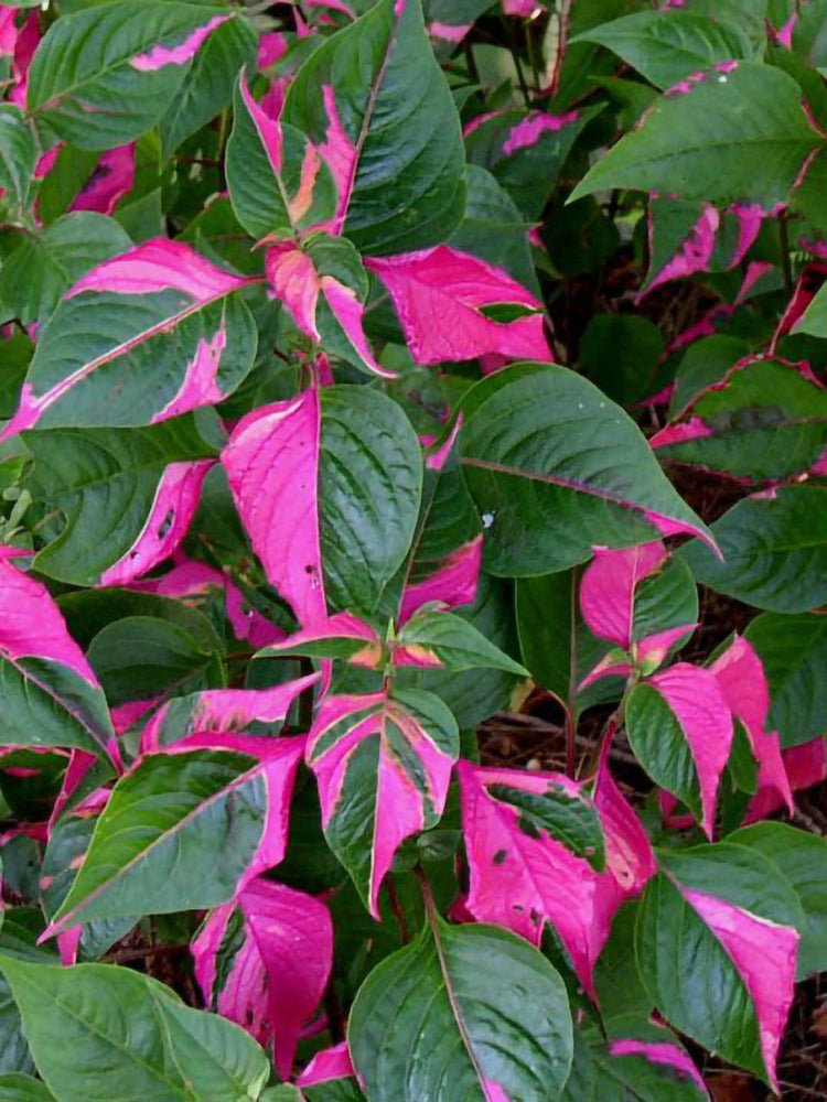 Alternanthera Party Time 