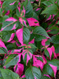 Alternanthera Party Time 