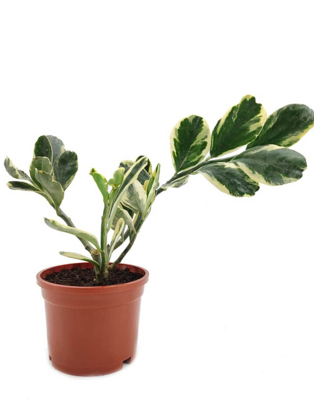 Pedilanthus Jurassic Park Plant or Devil s Backbone with Green, White coloured leaves