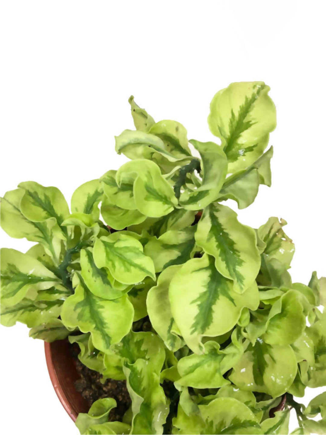 Pedilanthus Curly Leaves Plant or Euphorbia tithymaloides with Green coloured leaves