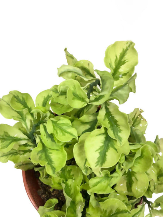 Pedilanthus Curly Leaves Plant or Euphorbia tithymaloides with Green coloured leaves