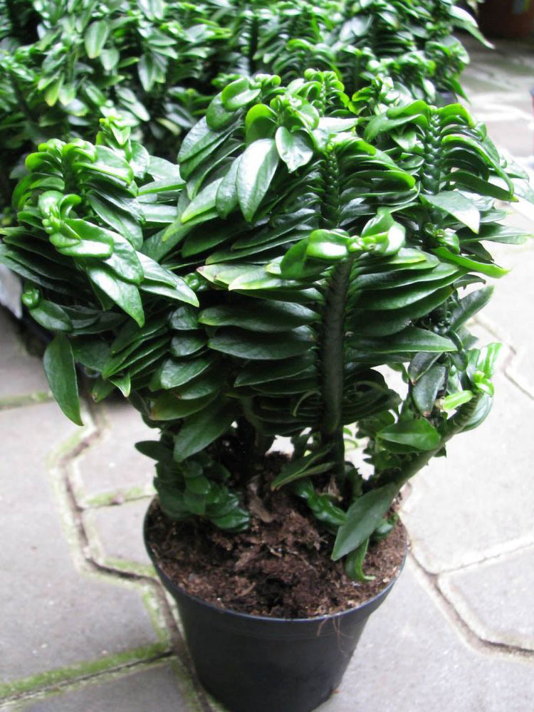 Pedilanthus Tithymaloides Nana Plant or Devil’s Backbone Plant with Green coloured leaves